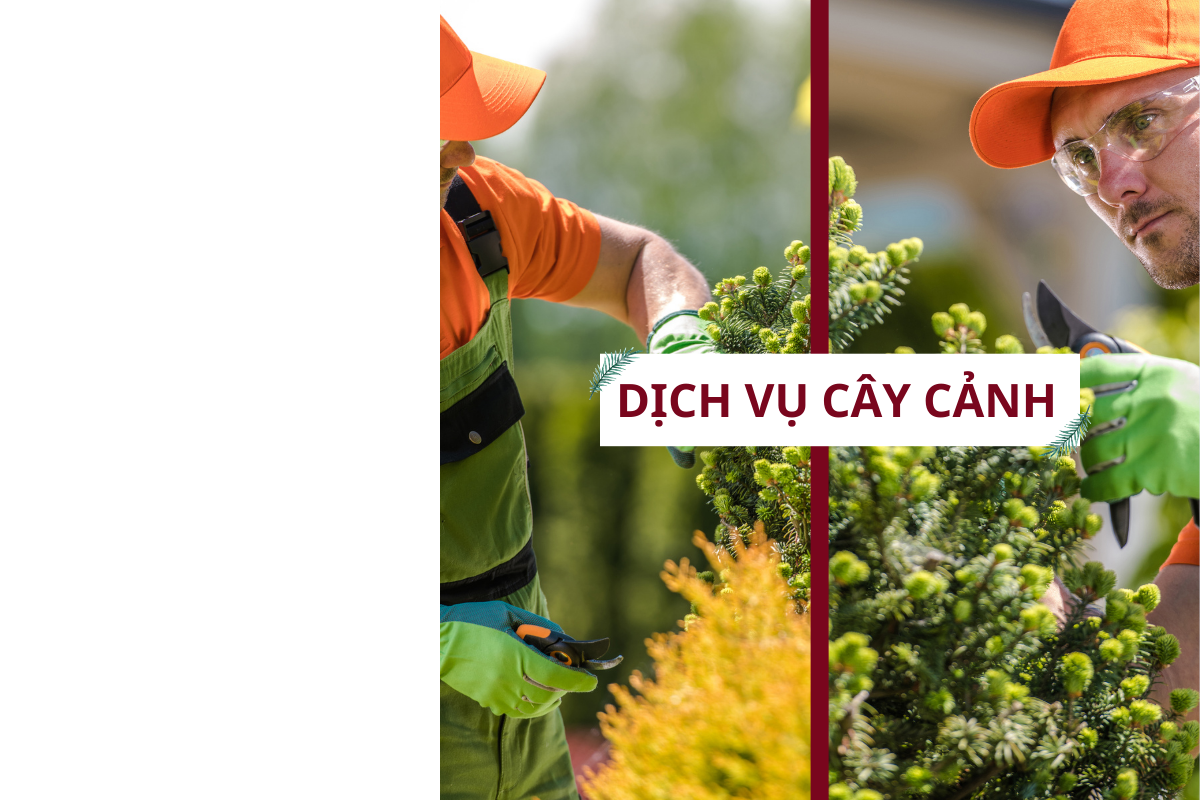 Dịch vụ cây cảnh