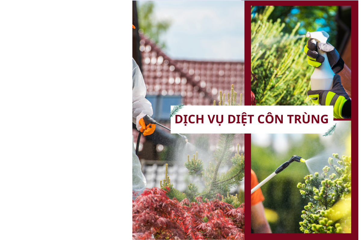 Dịch vụ diệt con trùng